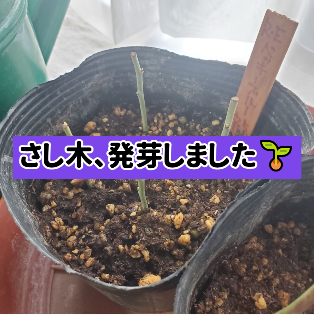 挿し木、発芽しました