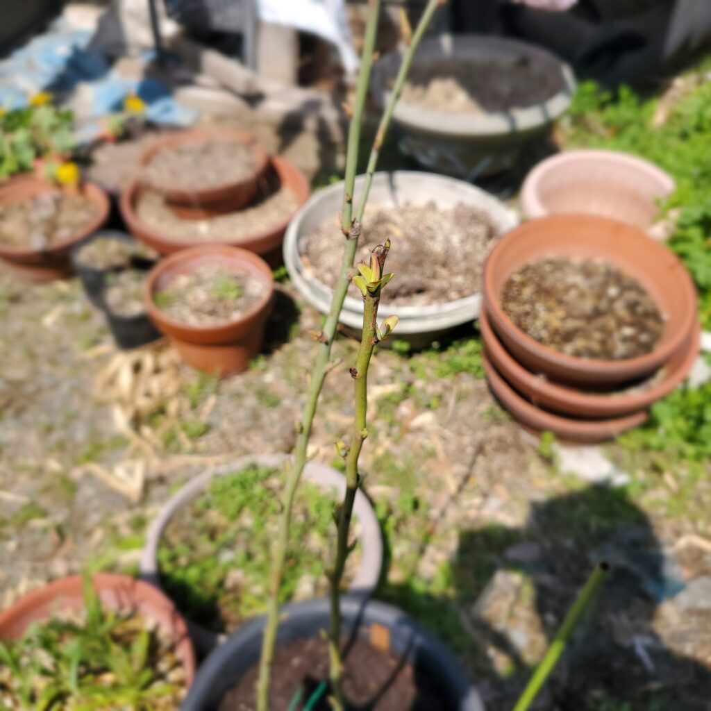 萌芽し始めたブルーベリーの葉芽