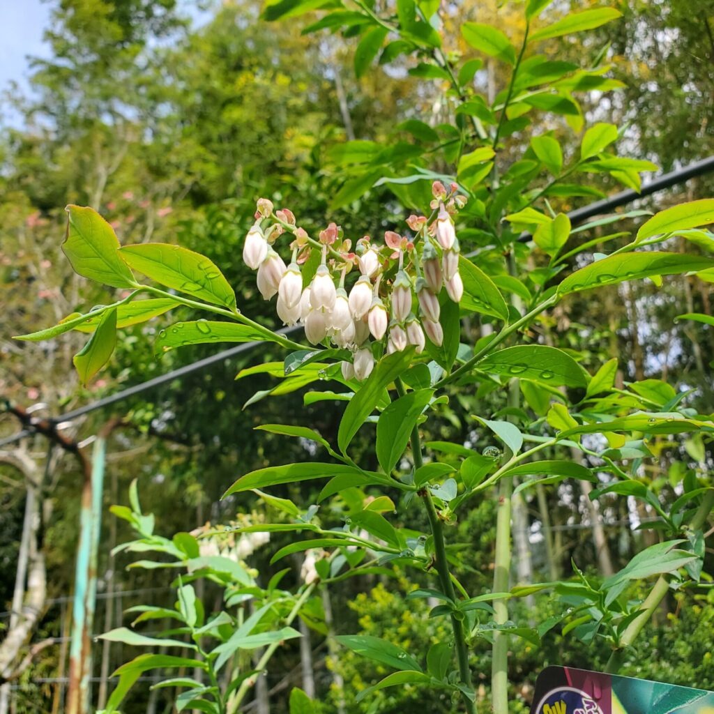 一鉢だけ咲いた、ブルーベリーの花。今年は自家受粉するしかないですね。