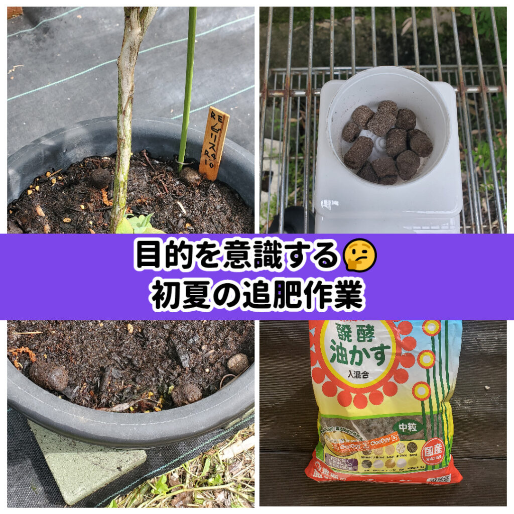 目的を意識する🤔初夏の追肥作業