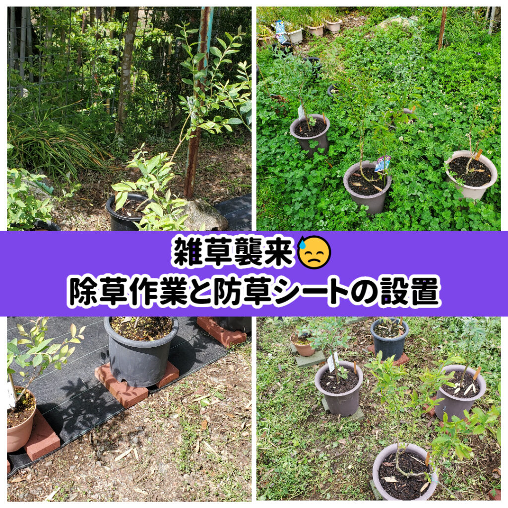 雑草襲来😅除草作業と防草シートの設置