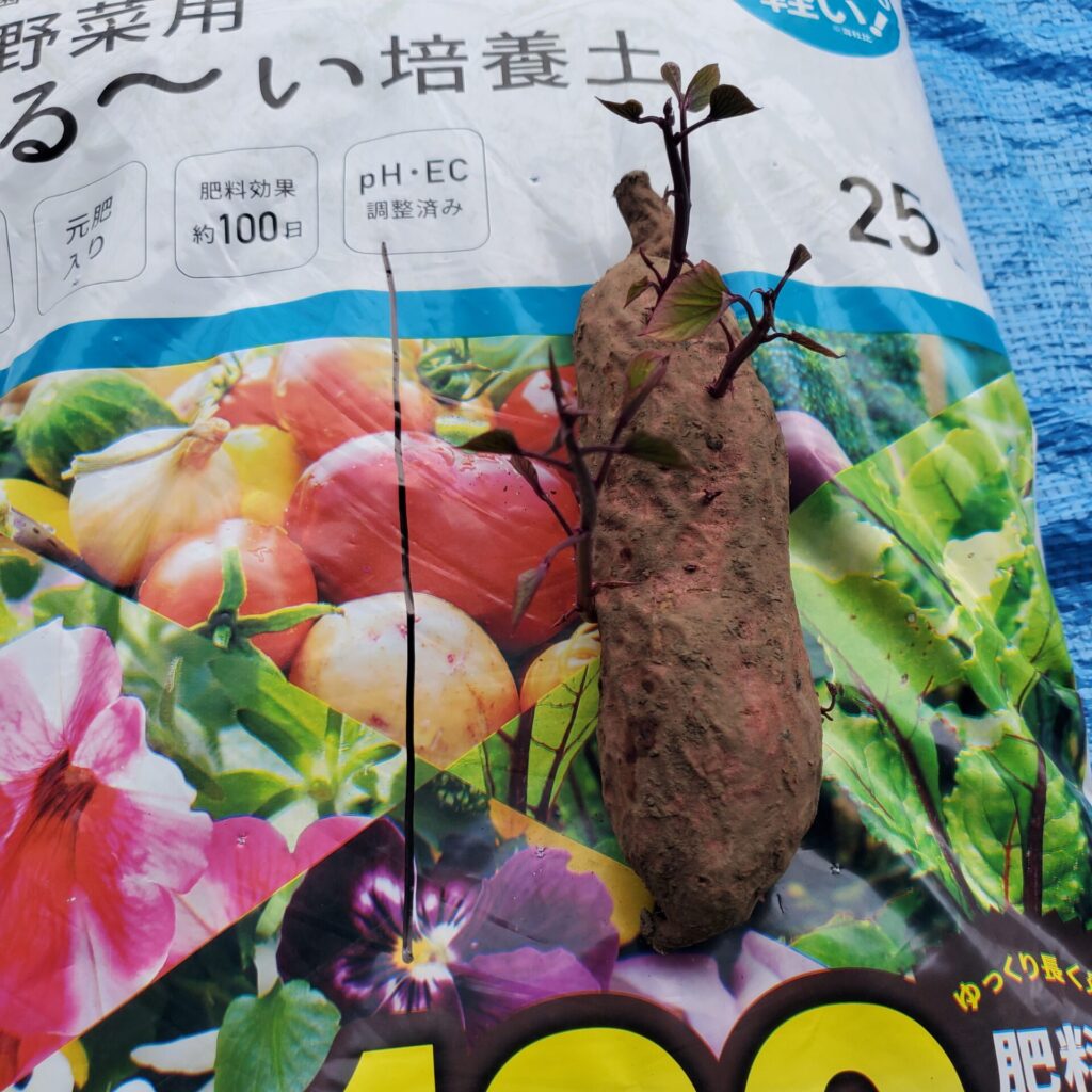 まず種芋の大きさに合わせて、袋の表面に切れ目を入れます。