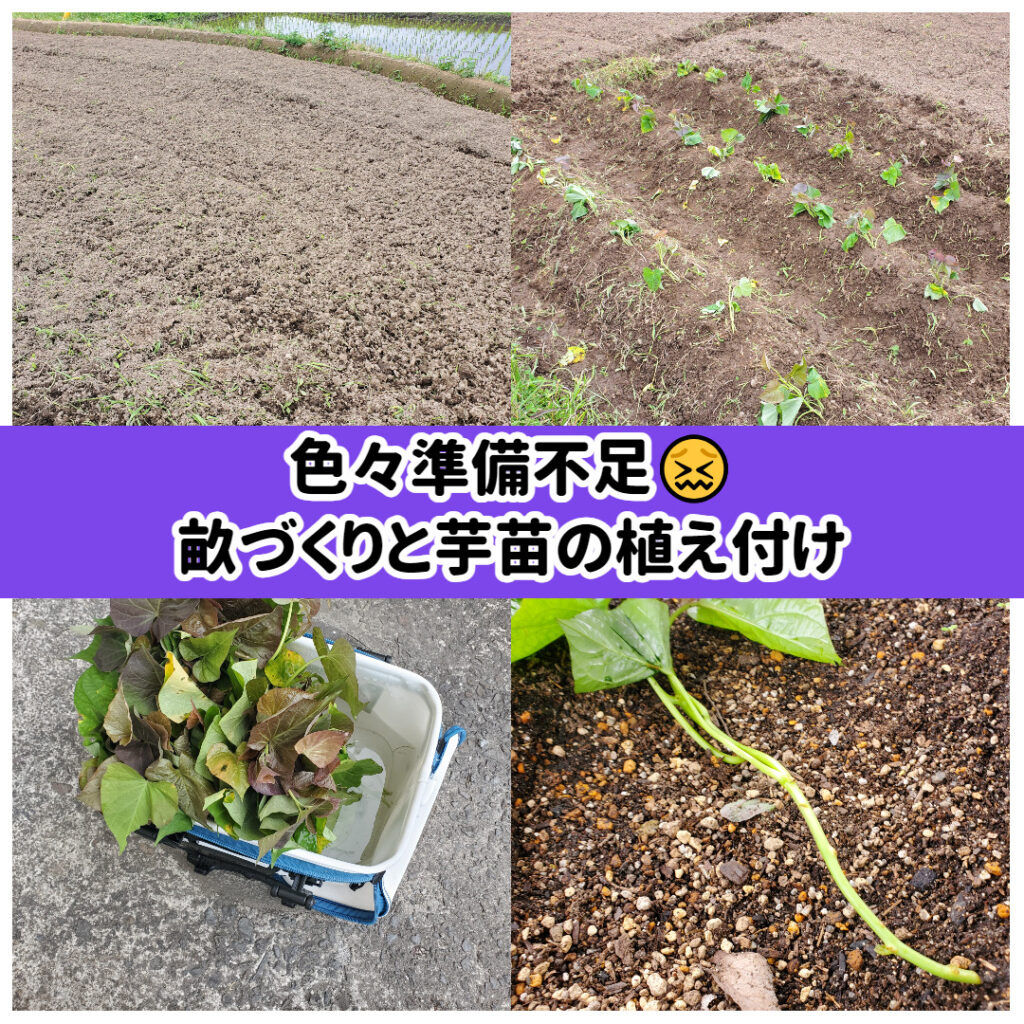 色々準備不足😖畝づくりと芋苗の植え付け