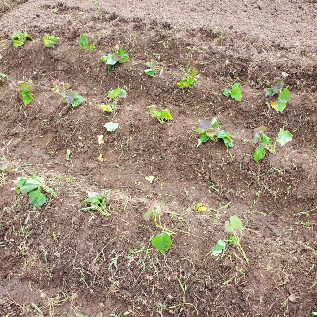 植え付け直後のサツマイモ