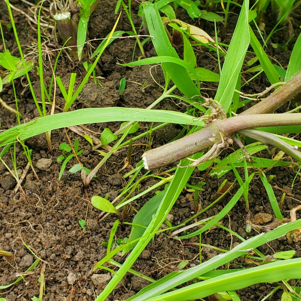 除草作業時にサツマイモをバッサリ刈ってしまいました。