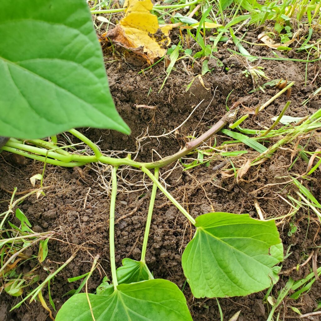 刈ってしまったサツマイモは、再度植え付けることとしました。