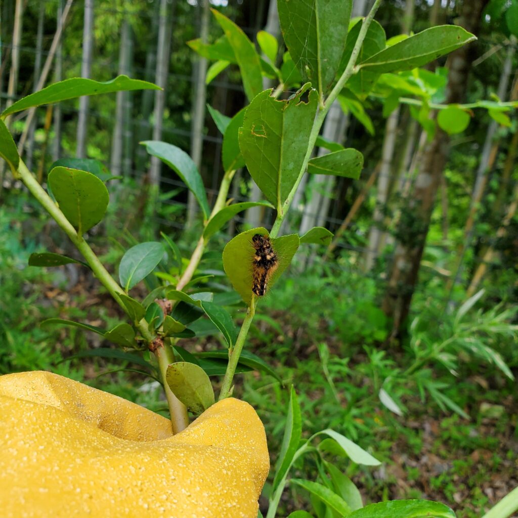 ブルーベリーの葉の裏に隠れていた、毛虫くんです。剪定時は刺されないように手袋をしましょう。