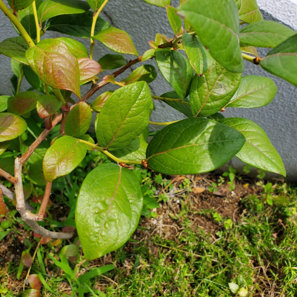 花芽を着けたブルーベリー。