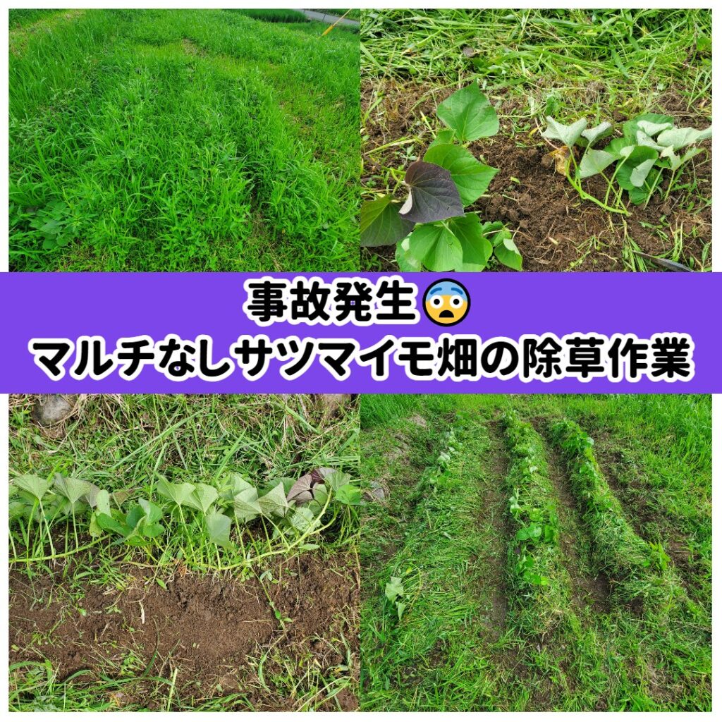 マルチなしサツマイモ畑の除草作業