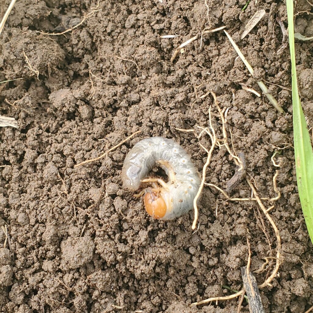 サツマイモ畑に埋まっていたコガネムシの幼虫？