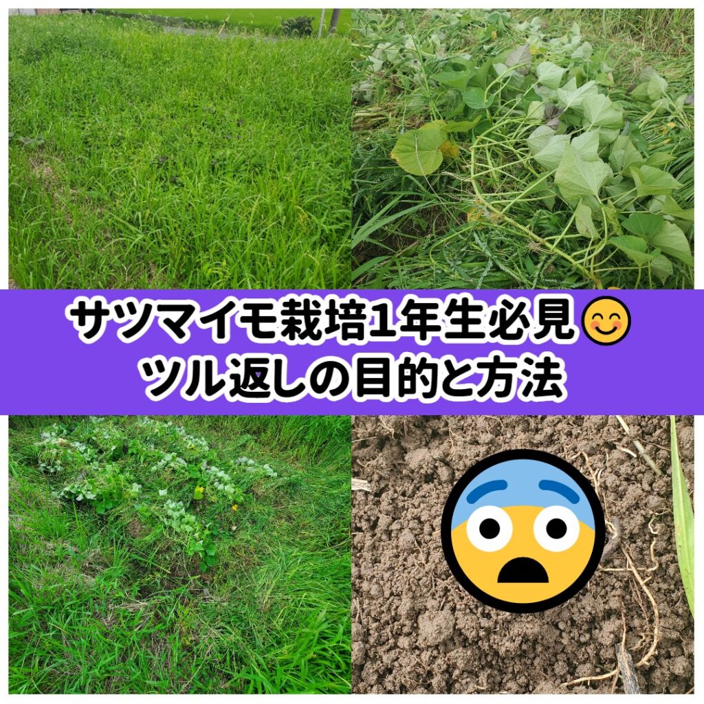 サツマイモ栽培１年生必見😊ツル返しの目的と方法