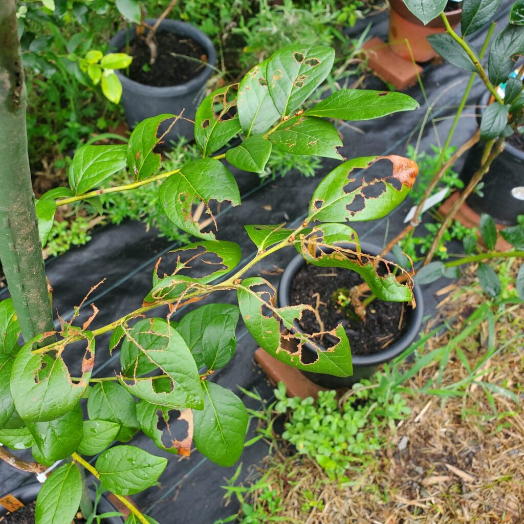 葉をボロボロ食い荒らされた苗もありますが、新しい葉がドンドン出てきました。