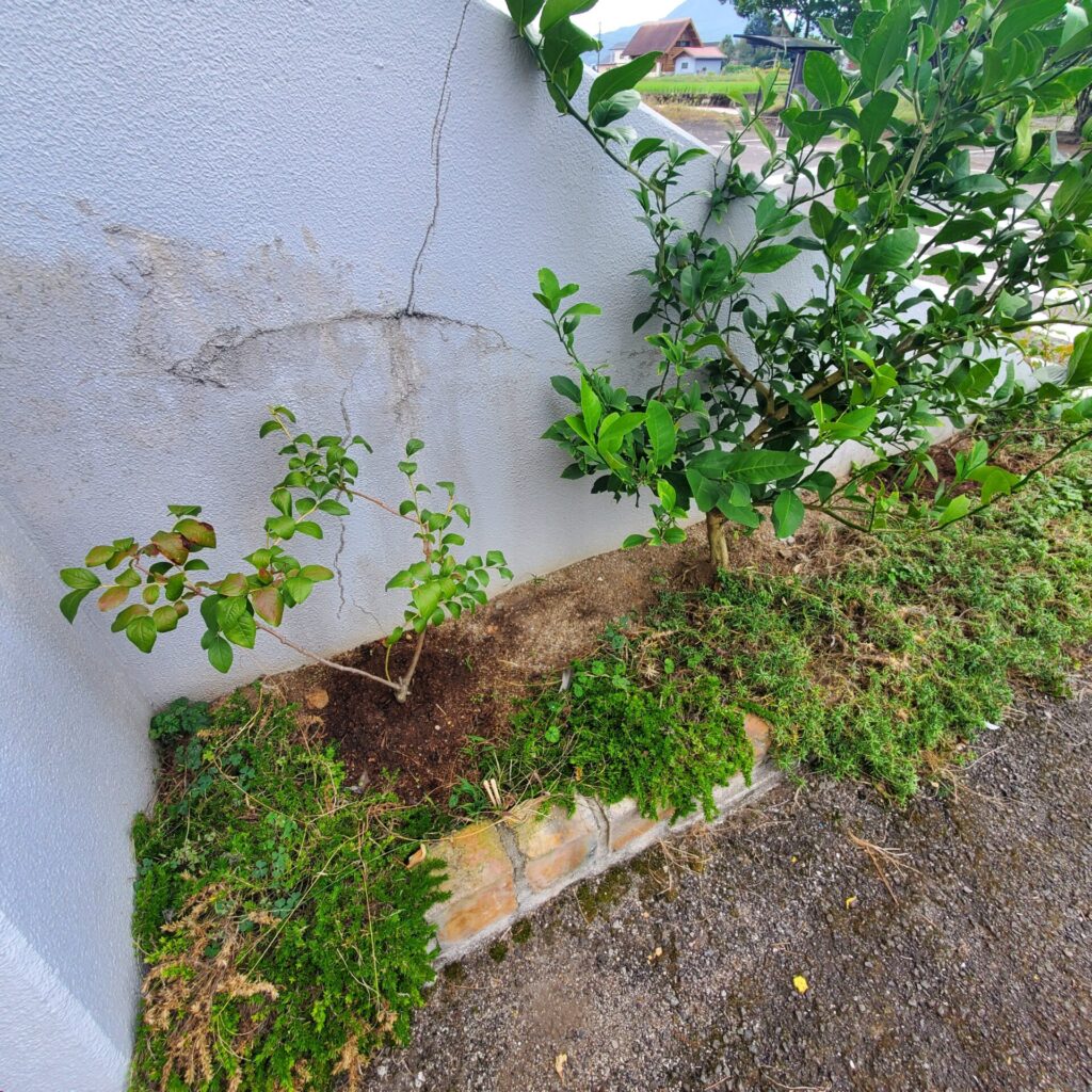 木のサイズが違うので、一概には言えませんがレモンは青虫、カイガラムシなどたくさんの虫が付いていましたが、ブルーベリーにはほとんど確認されませんでした。