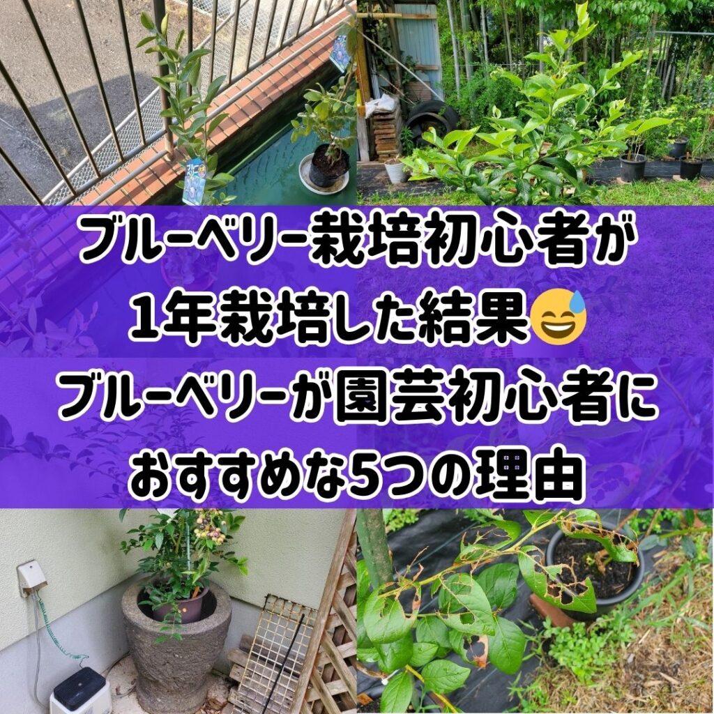 ブルーベリー栽培初心者が1年栽培した結果😅ブルーベリーが園芸初心者におすすめな5つの理由