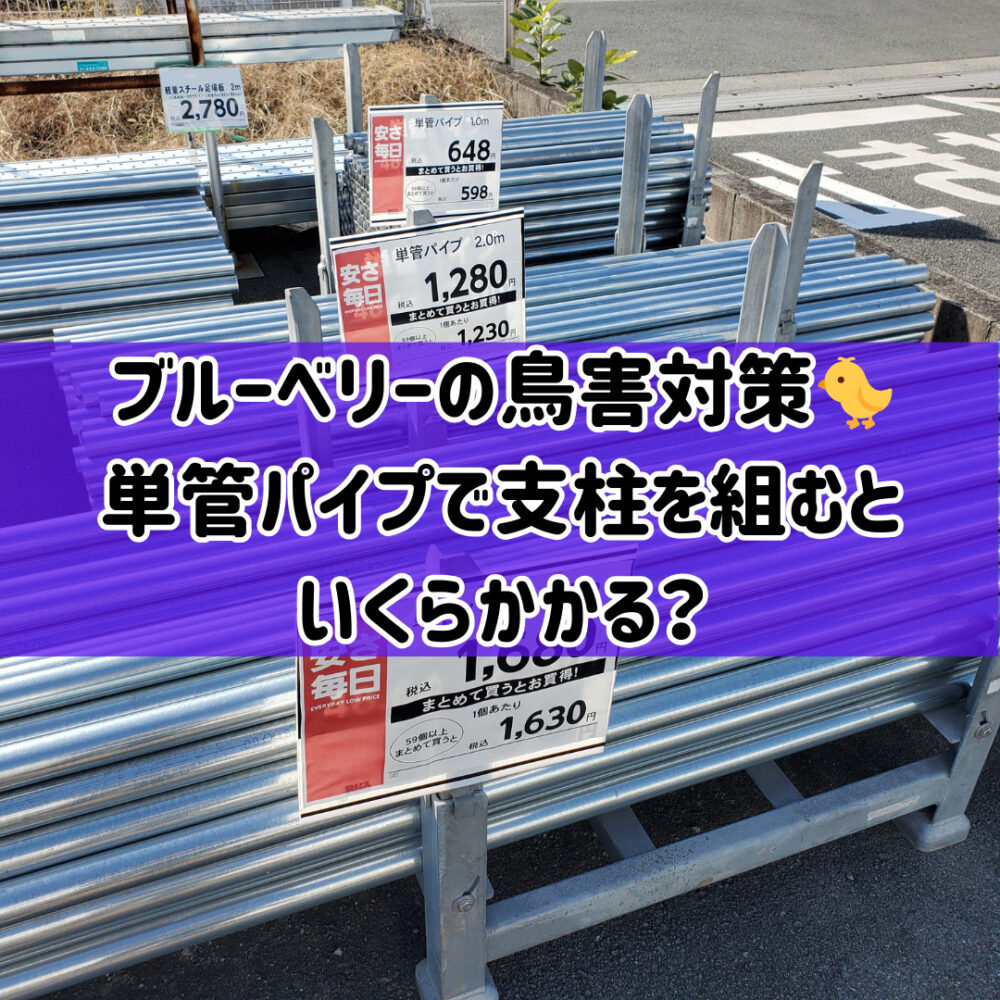 【ブルーベリーの鳥害対策】🐤単管パイプで支柱を組むのにいくらかかる？