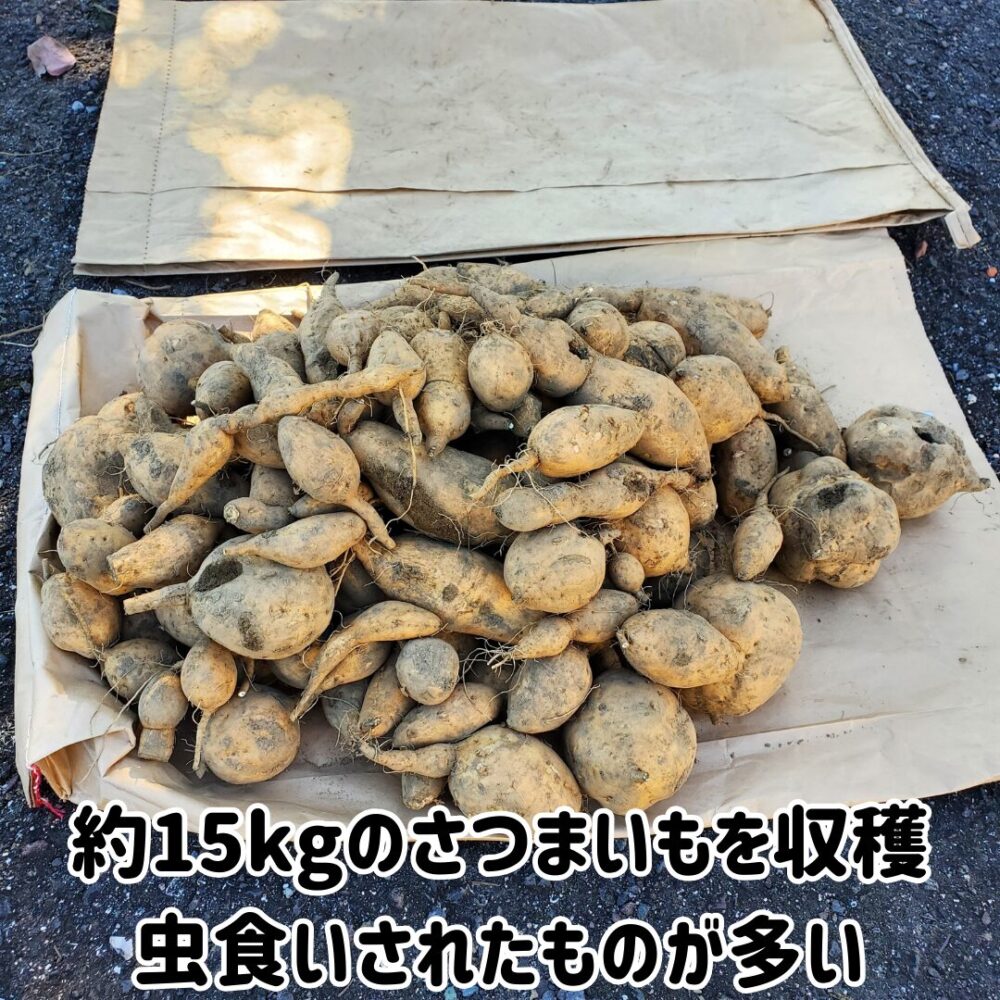 約15kgのさつまいもを収 虫食いされたものが多い