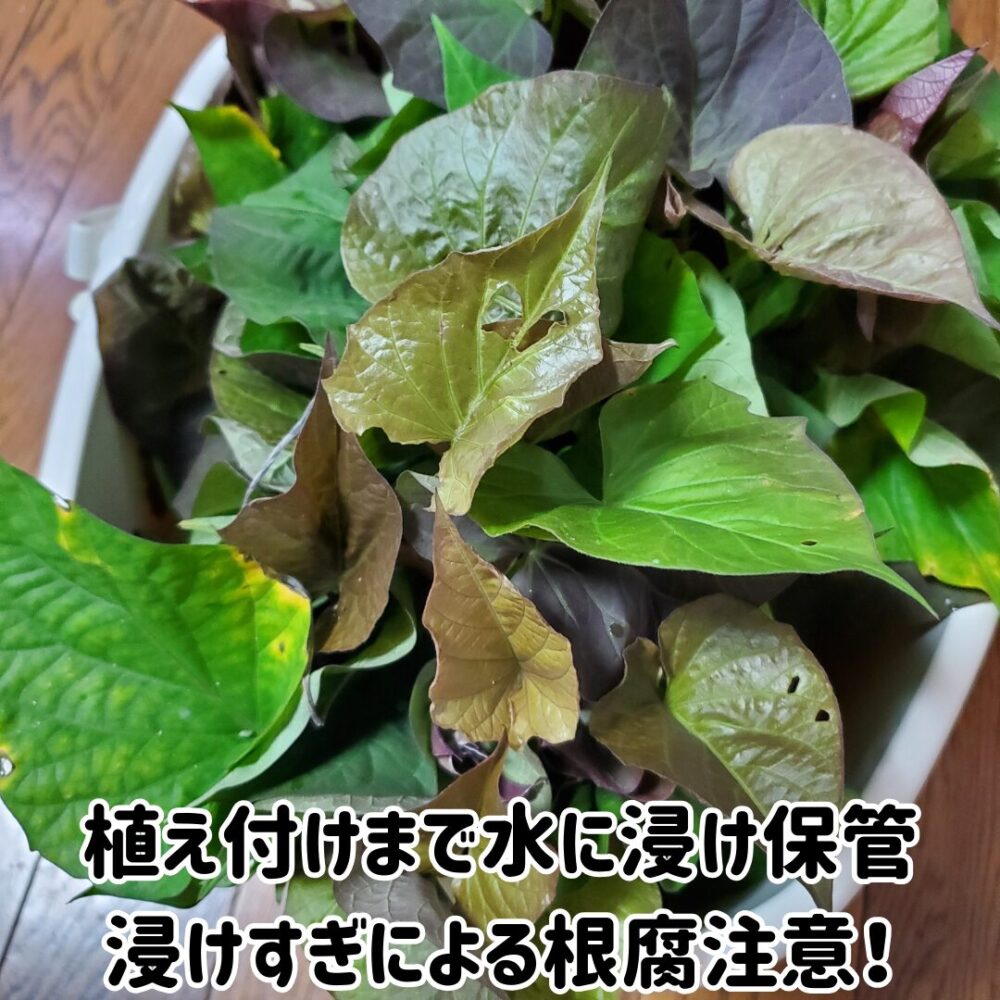 植え付けまで水に浸け保管。浸けすぎによる根腐注意！