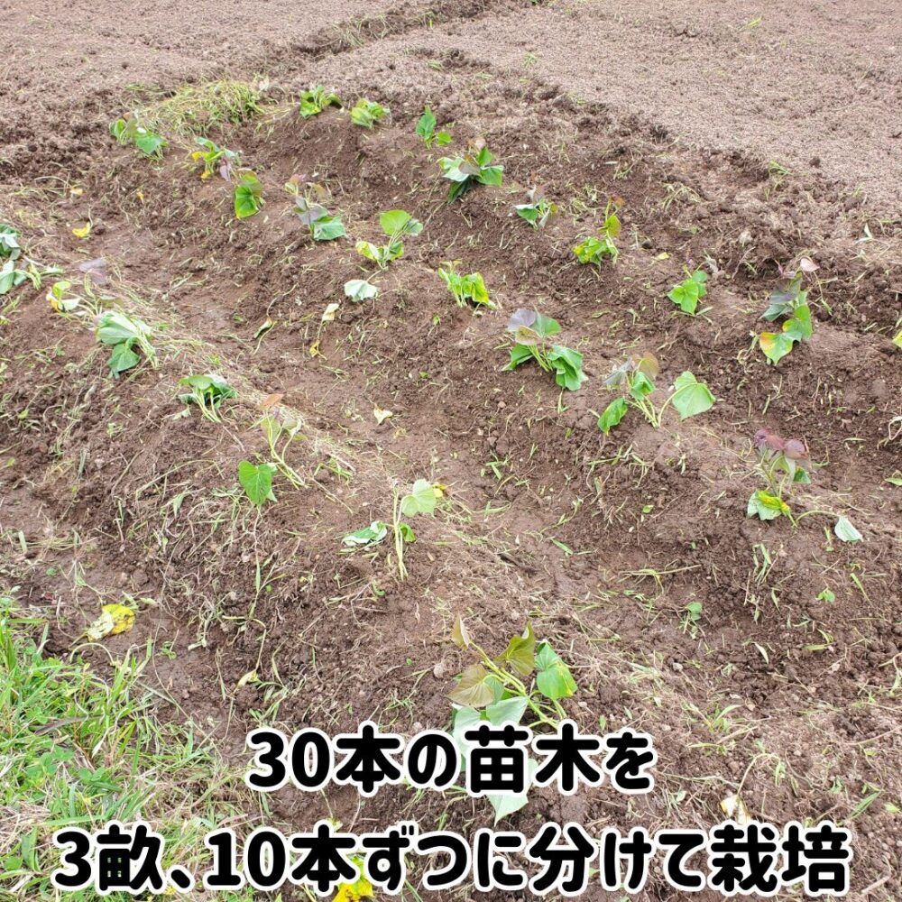 30本の苗木を3畝、10本ずつに分けて栽培