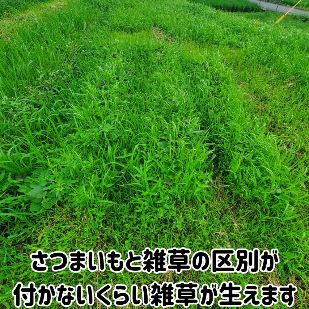 さつまいもと雑草の区別が付かないくらい雑草が生えます