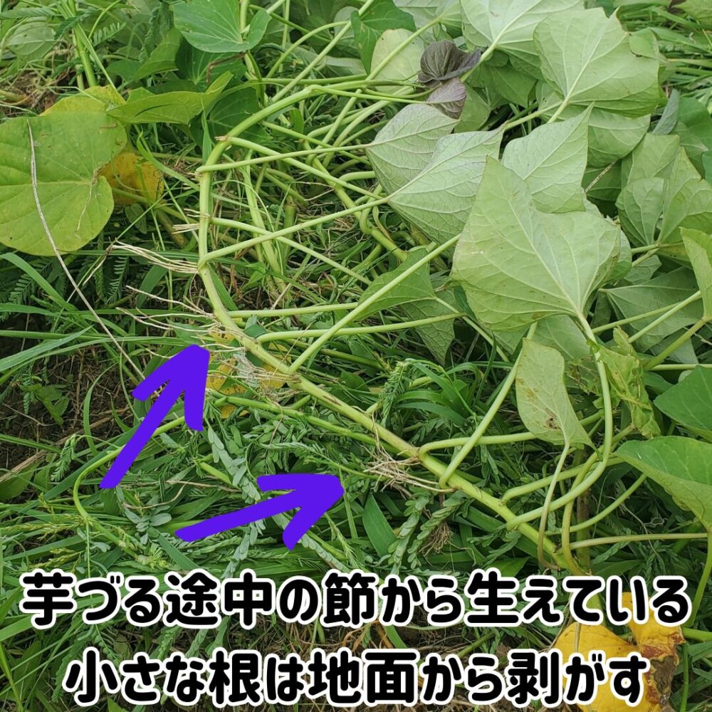 芋づる途中の節から生えている小さな根は地面から剥がす