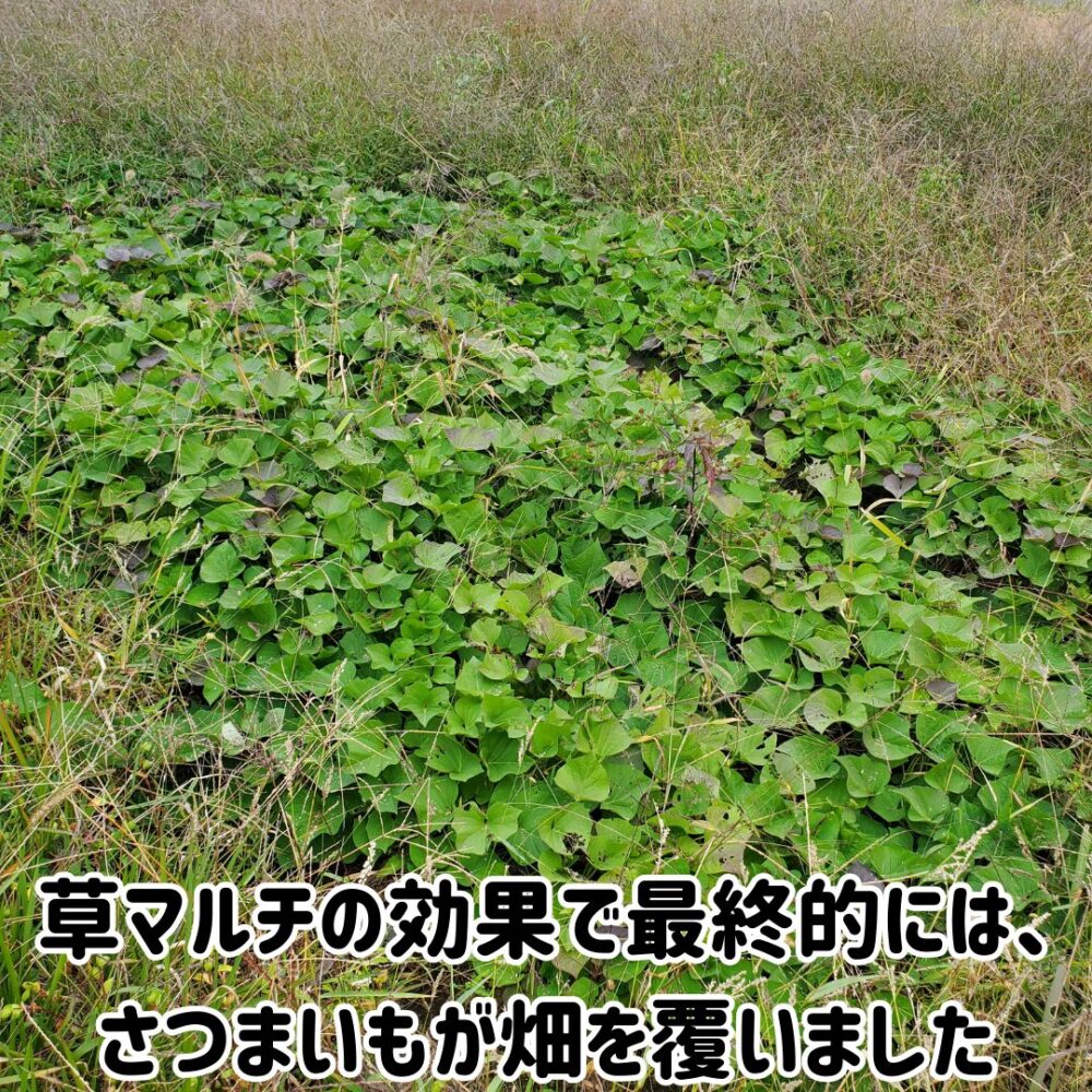 草マルチの効果で最終的には、さつまいもが畑を覆いました