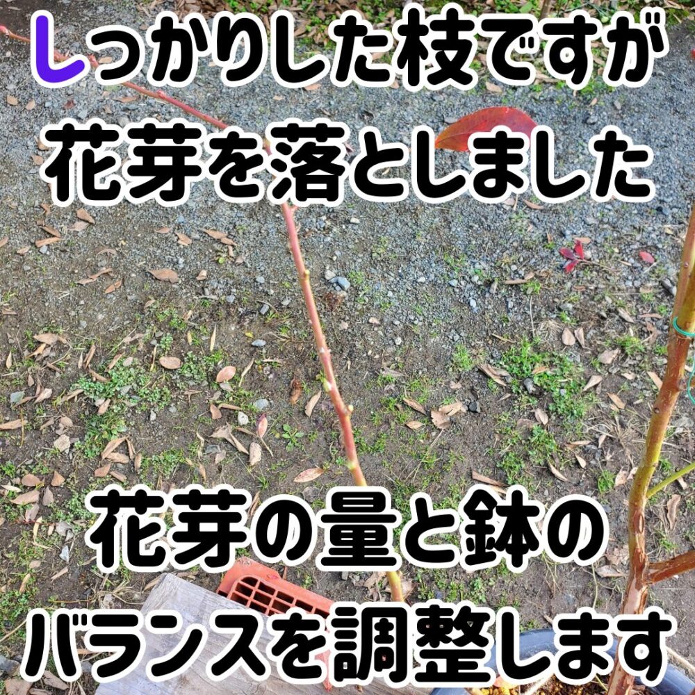 実を大きくしたければ花芽が着いた箇所の1/3から半分程度を切り戻して、実が着く量を調整してあげましょう。