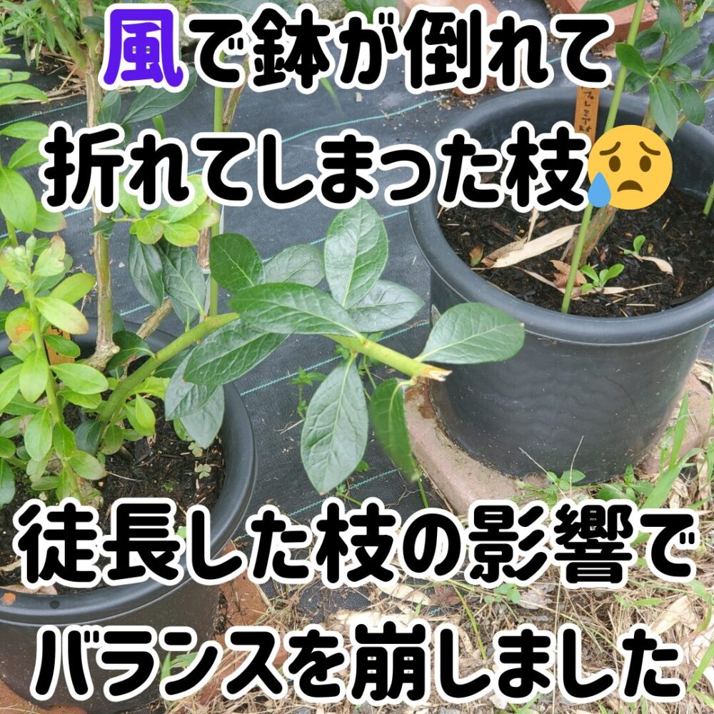 徒長枝のせいでバランスが悪く自身の重さと少しの風で倒れてしまい管理が大変だった記憶があります。