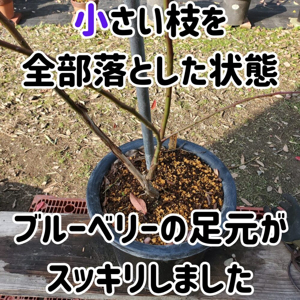 主軸となる枝についている花芽に栄養を回してあげた方が、大きな実を楽しむことができます。