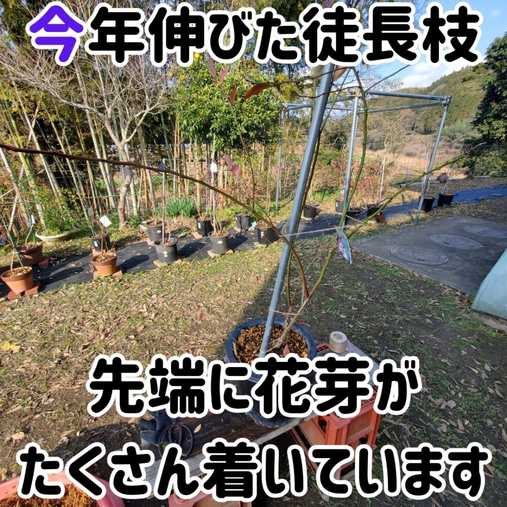 花芽もたくさん着いており、春になるとたくさんの花が咲いて最終的には実が着きます。