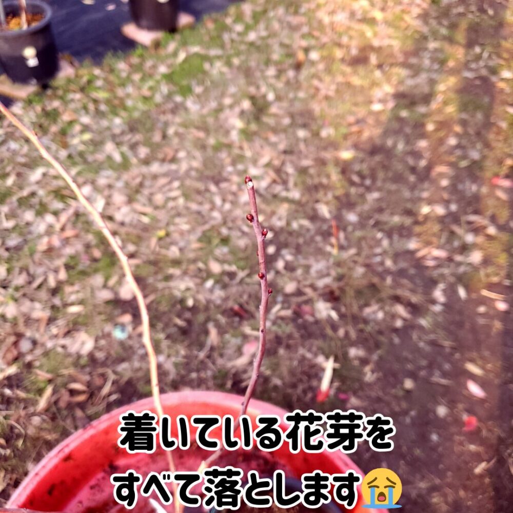 購入した年の木は実を着けさせない方針です。この鉢の花芽も落としてあげましょう。