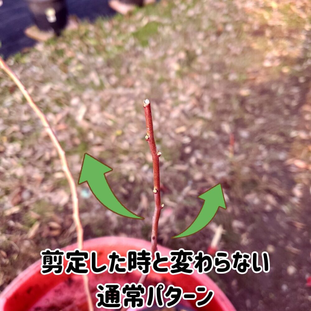 枝の花芽を摘んだところの下から新梢が伸てくる