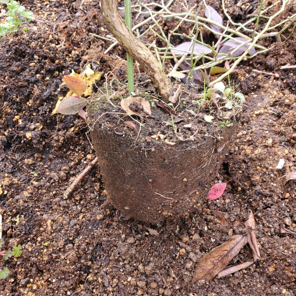 この状態で鉢植にしても新しい根が伸びることが難しいです。