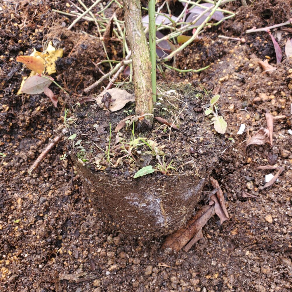 ポットの中ですでに根がパンパンなのでこれ以上成長する余地がなくなってしまっています。