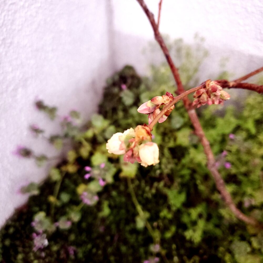 他の花芽もこれから本格的に花が咲いてきそうです。