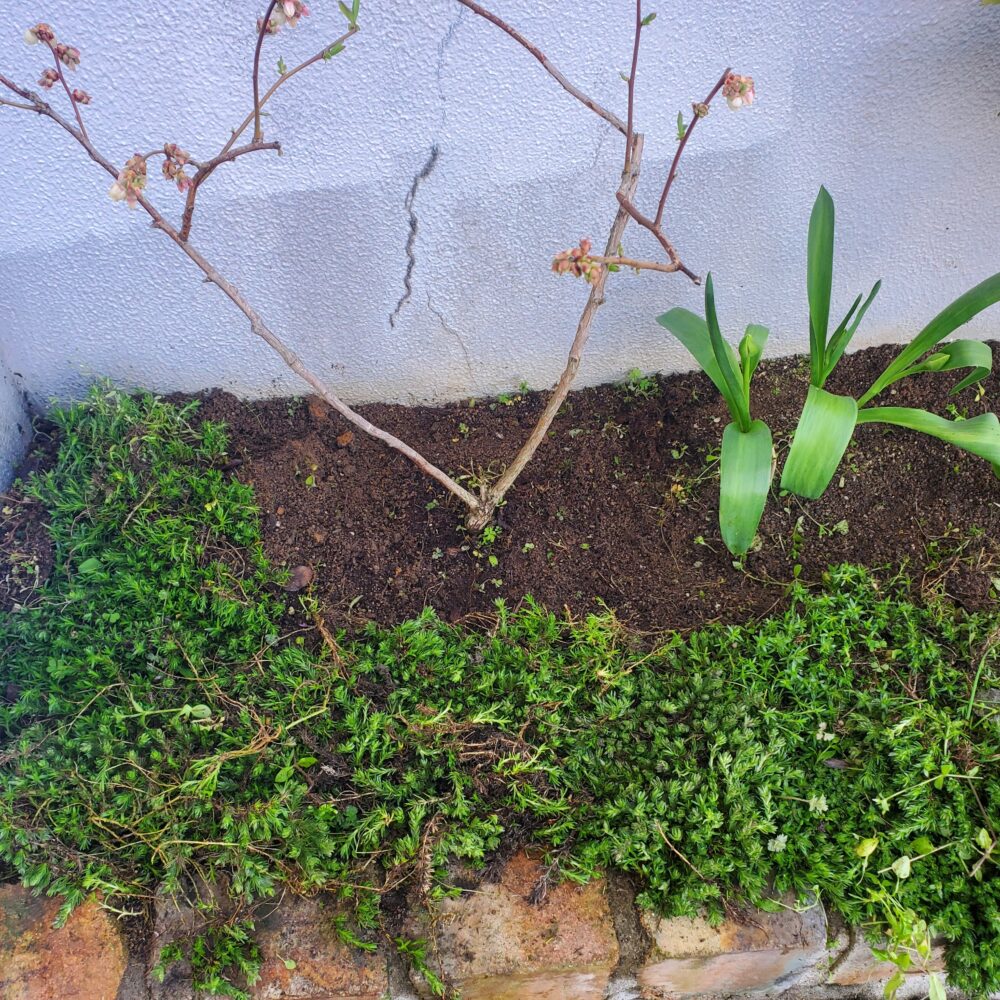  除草作業実施後の状態がこちら