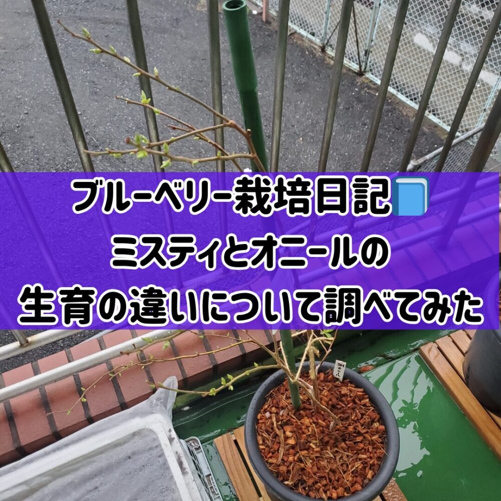 【ブルーベリー栽培日記】📘ミスティとオニールの生育の違いについて調べてみた