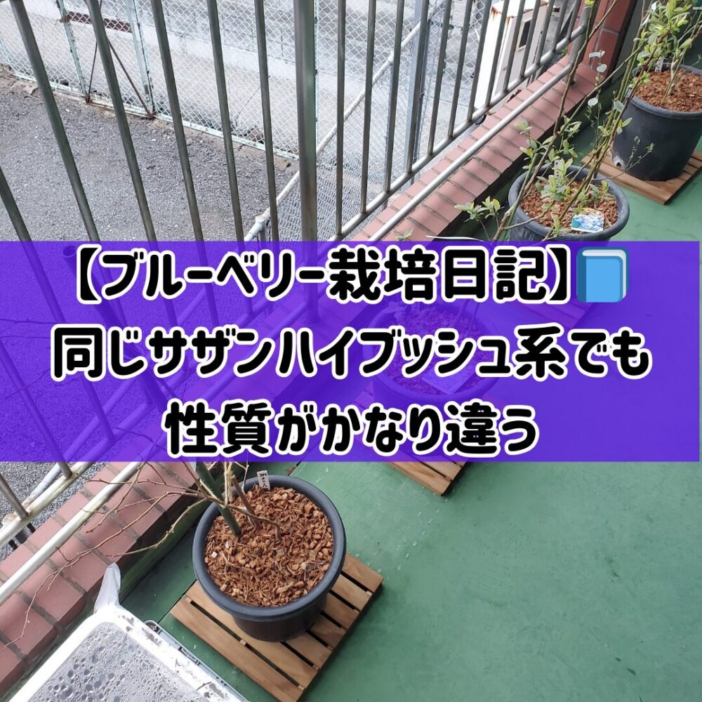 【ブルーベリー栽培日記】📘同じサザンハイブッシュ系でも性質がかなり違う