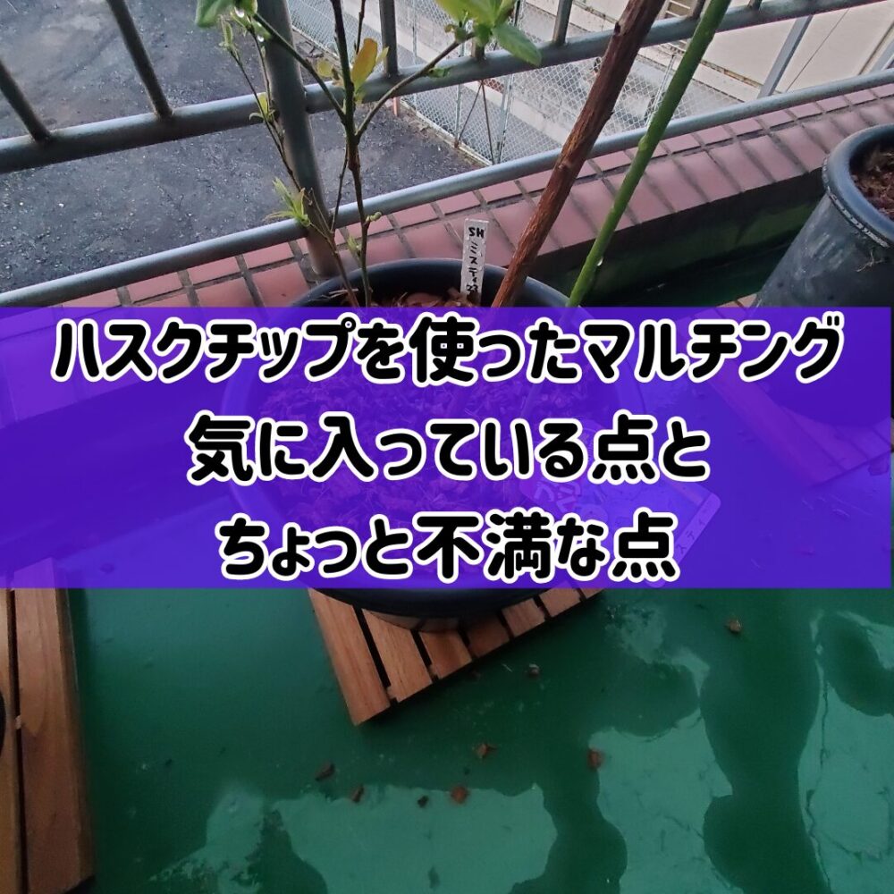 【ハスクチップを使ったブルーベリーのマルチング】気に入っている点とちょっと不満な点