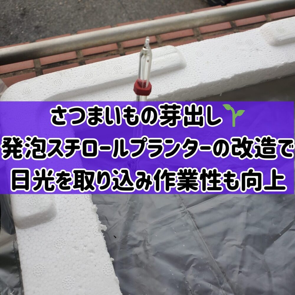 【さつまいもの芽出し】🌱発泡スチロールプランターの改造で日光の取り込みと作業性の向上