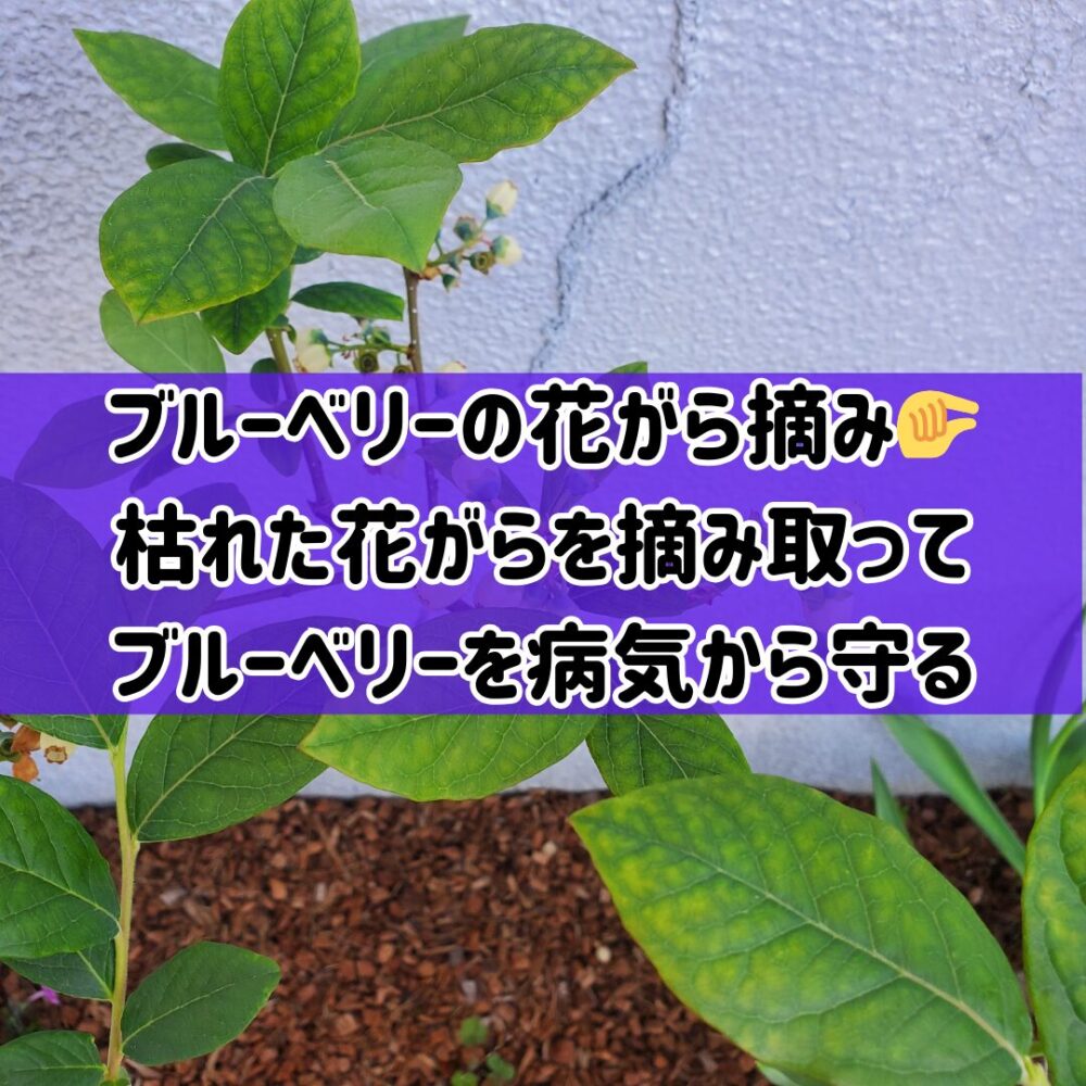 【ブルーベリーの花がら摘み】🤏枯れた花がらを摘み取ってブルーベリーを病気から守る