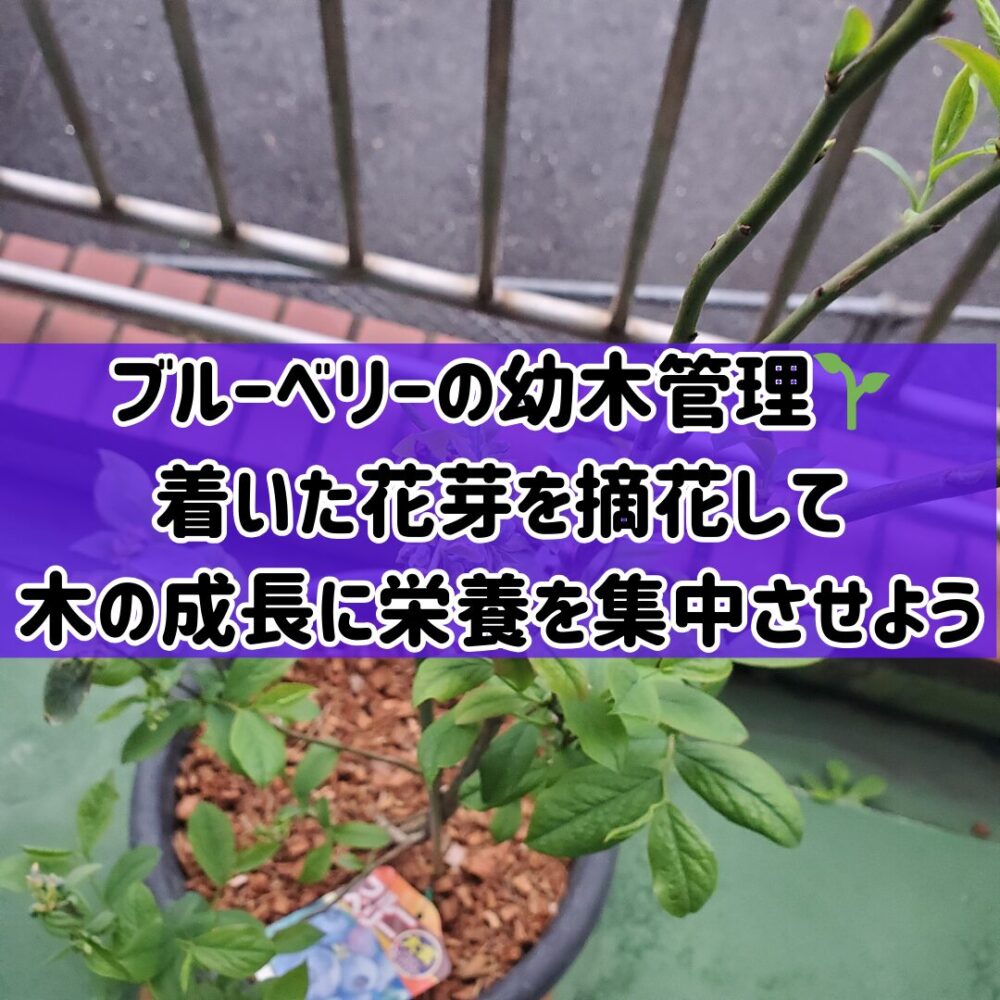 【ブルーベリーの幼木管理】🌱着いた花芽を摘花して木の成長に栄養を集中させよう