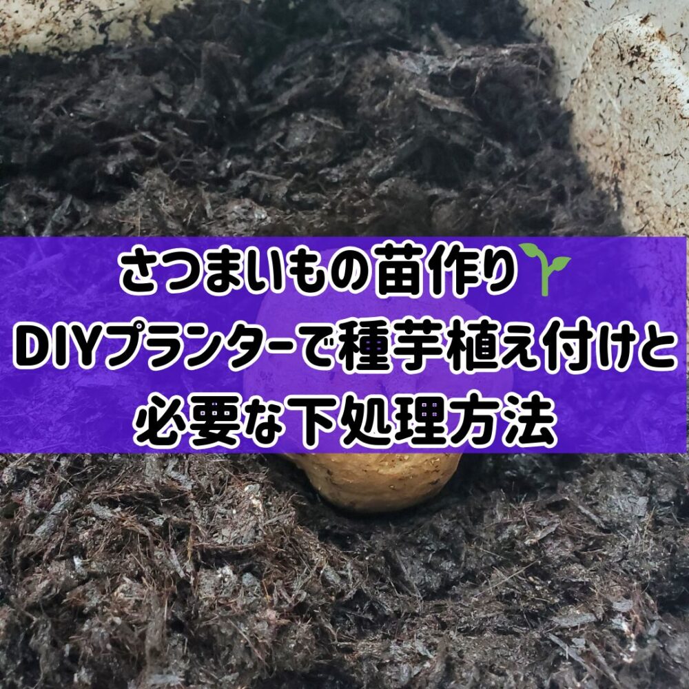 【さつまいもの苗作り】🌱DIYプランターでの種芋植え付けと必要な下処理方法