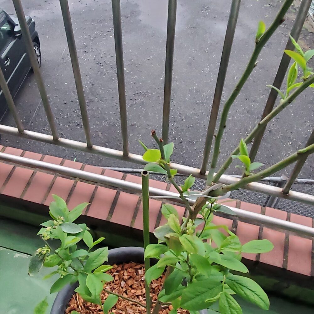 花芽が確認できたら、なるべく早い段階で摘み取ります。 指で軽くつまんで引き抜くか、小さなはさみを使って摘み取ってあげましょう。