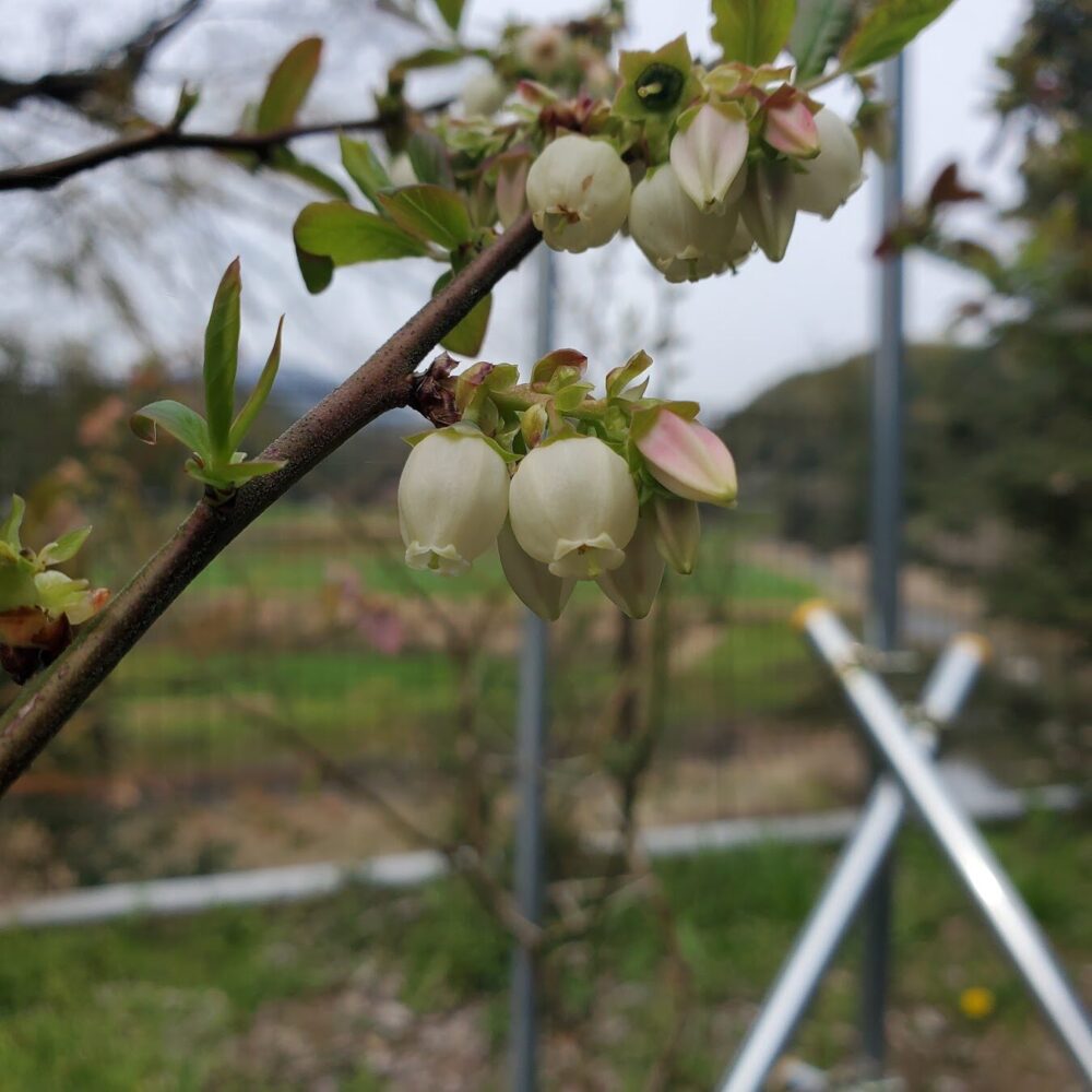 ブルーベリーの花は通常下向き（花の開いている方が下）です。