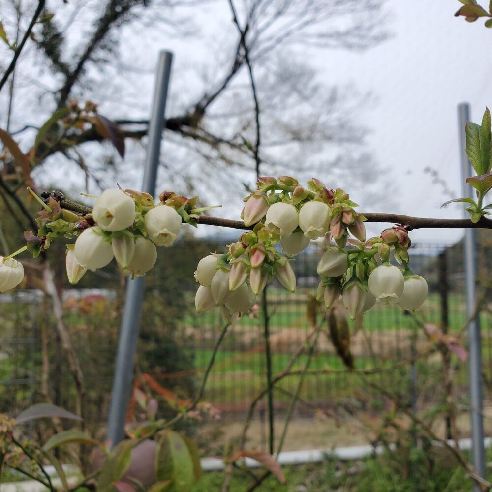 ひとつの花に雄しべと雌しべがあり、花の中にある雄しべに花粉があり、花の先端にある柱頭に花粉がくっつくことでブルーベリーは受粉します。