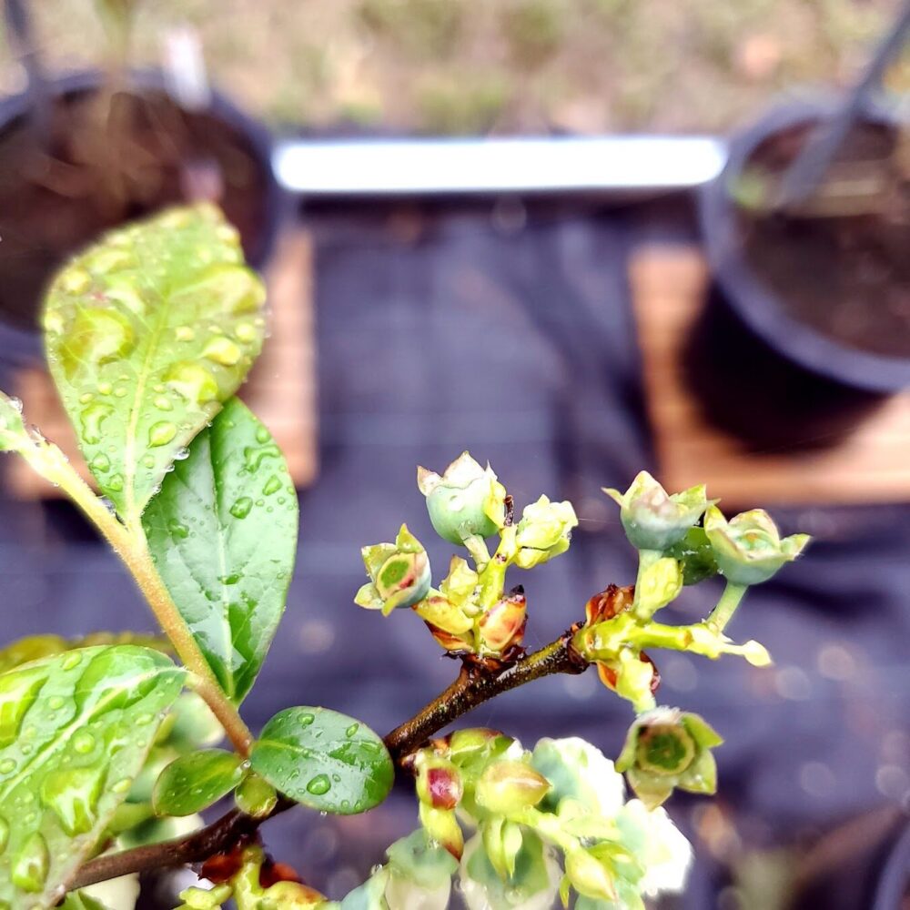 受粉して花びらが落ちると下向きだった方向が上向きに変わります。