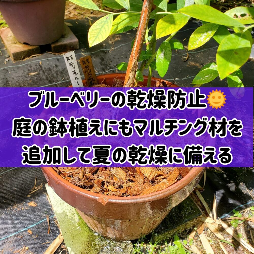 【ブルーベリーの乾燥防止】🌞庭の鉢植えにもマルチング材を追加して夏の乾燥に備える