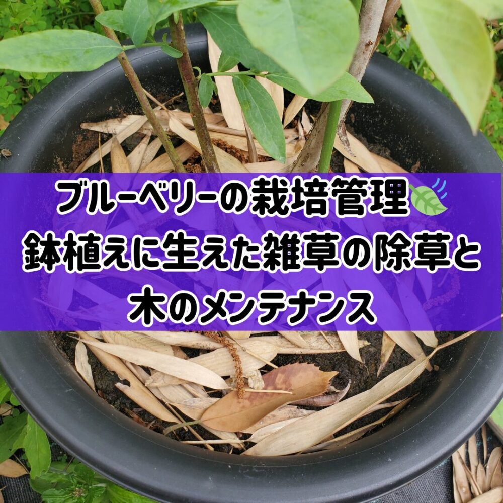 【ブルーベリーの栽培管理】🍃鉢植えに生えた雑草の除草と木のメンテナンス