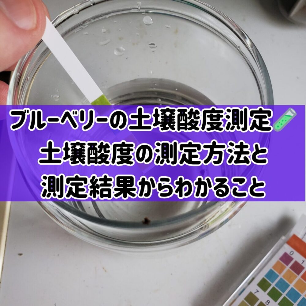 【ブルーベリーの土壌酸度測定】🧪土壌酸度の測定方法と測定結果からわかること