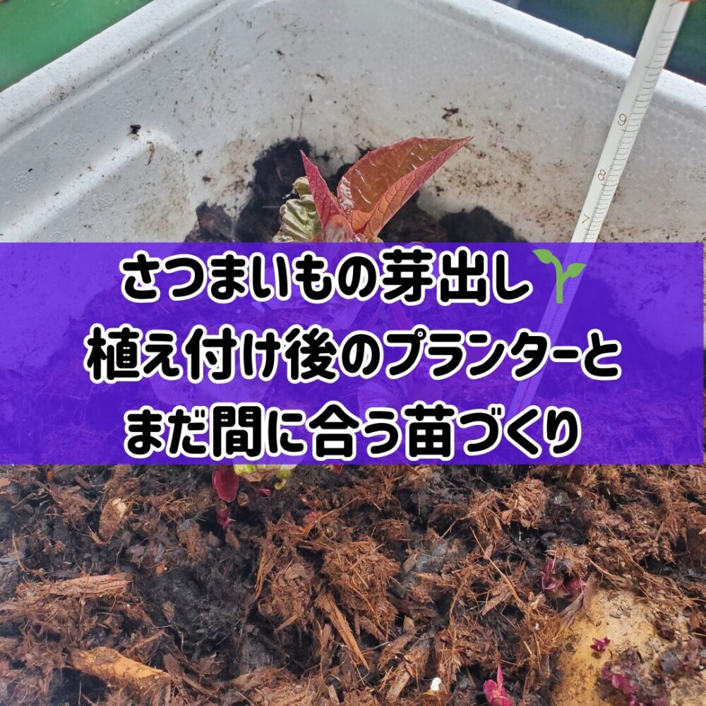 【さつまいもの芽出し】🌱植え付け後のプランターとまだ間に合う苗づくり